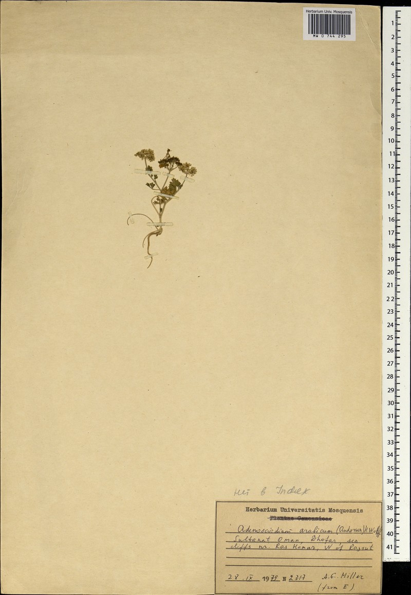 Adenosciadium arabicum photo 7