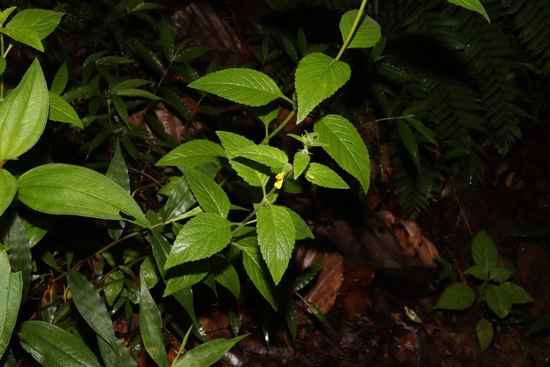 Adenosma camphorata