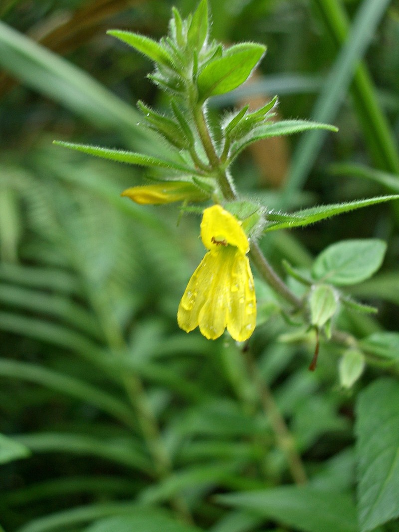 Adenosma camphorata photo 2