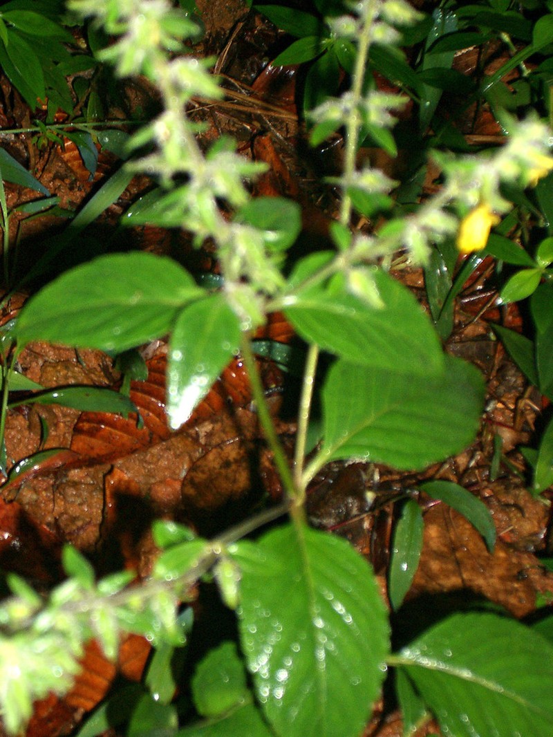 Adenosma camphorata photo 3