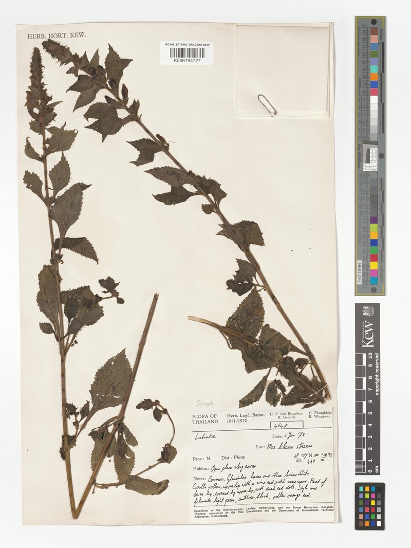 Adenosma camphorata photo 5