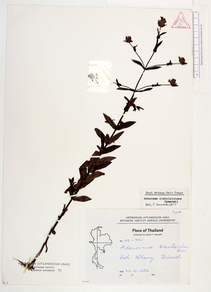 Adenosma elsholtzioides