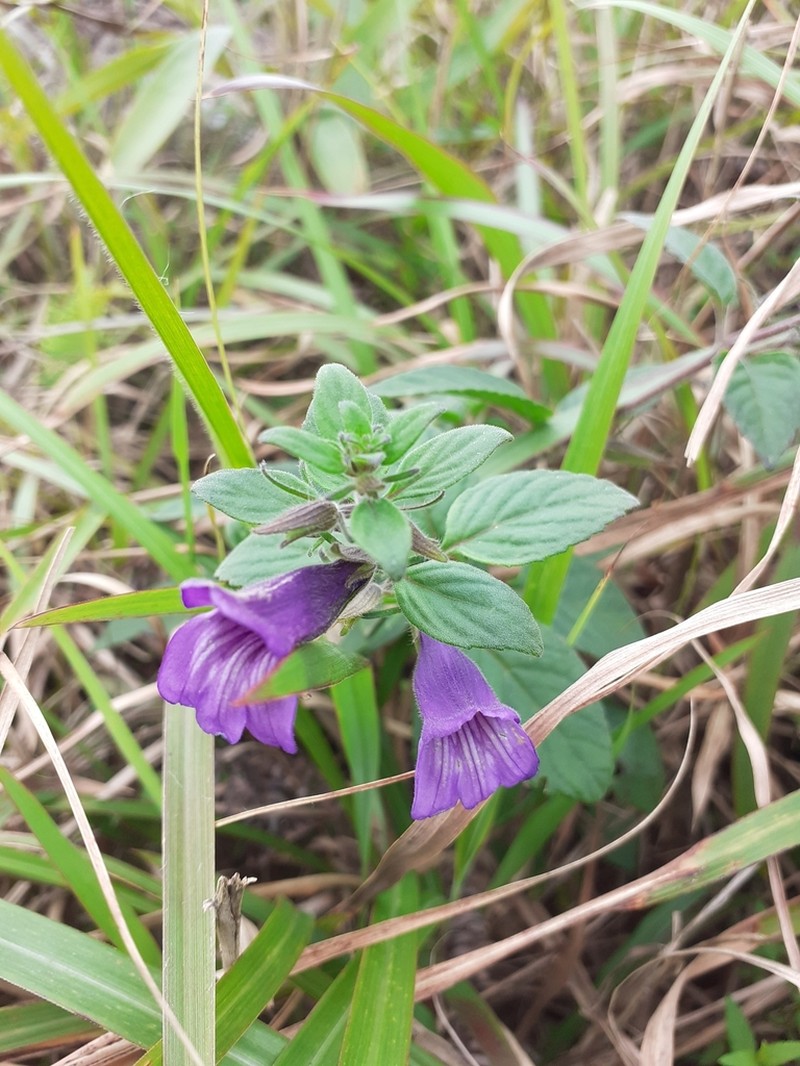 Adenosma glutinosa