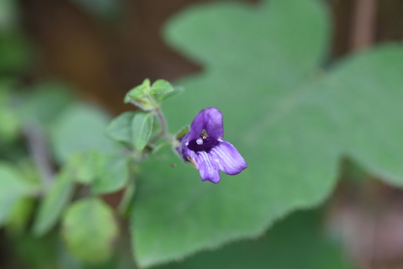 Adenosma glutinosa photo 2
