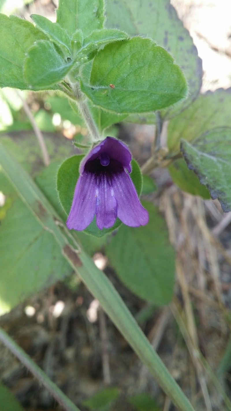 Adenosma glutinosa photo 3