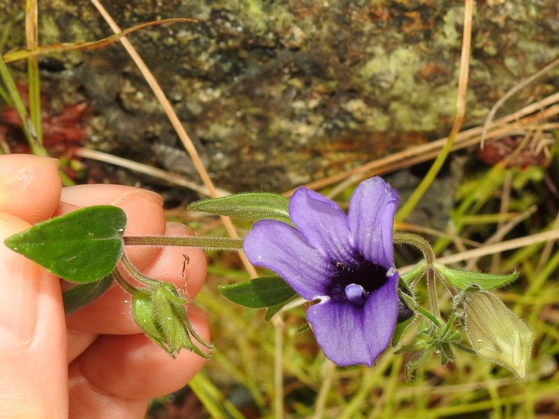Adenosma glutinosa photo 4
