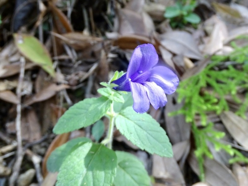 Adenosma glutinosa photo 6