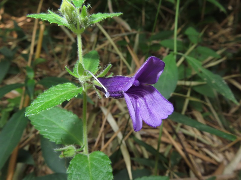 Adenosma glutinosa photo 7