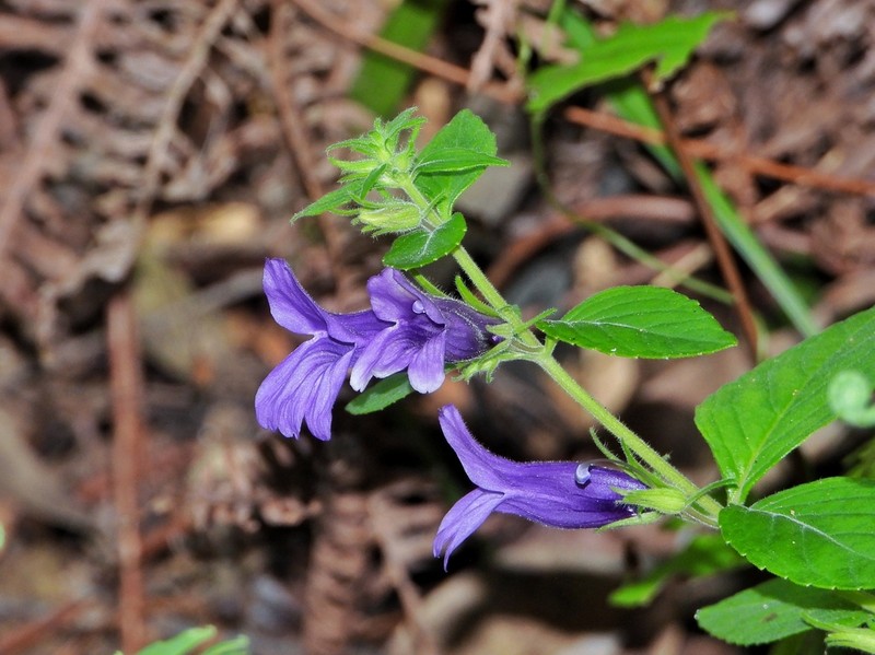Adenosma glutinosa photo 8