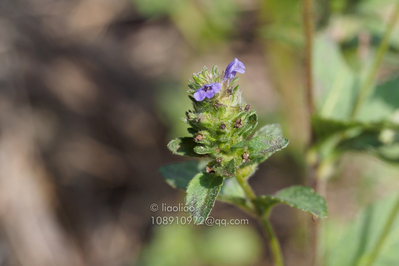 Adenosma indiana photo 2