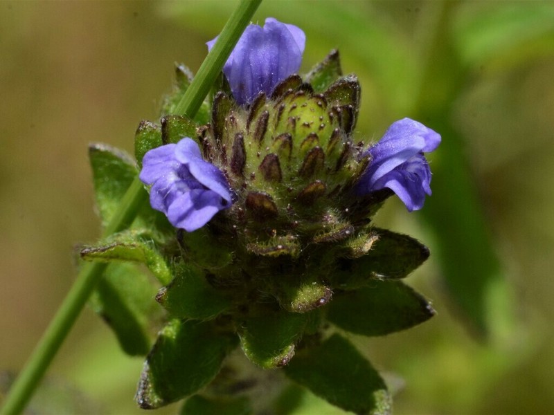 Adenosma indiana photo 4