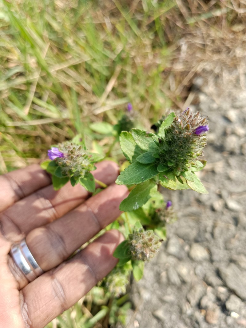 Adenosma indiana photo 6