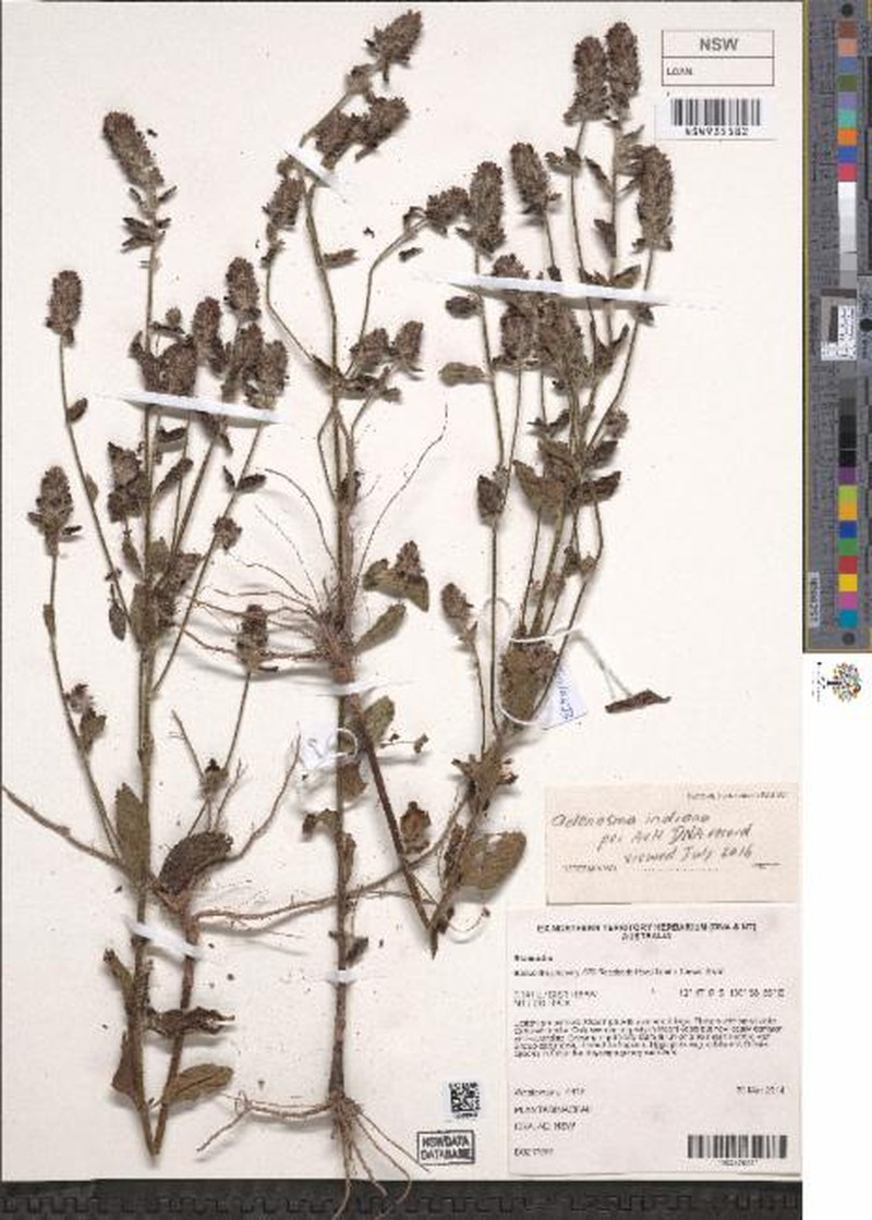 Adenosma indiana photo 8
