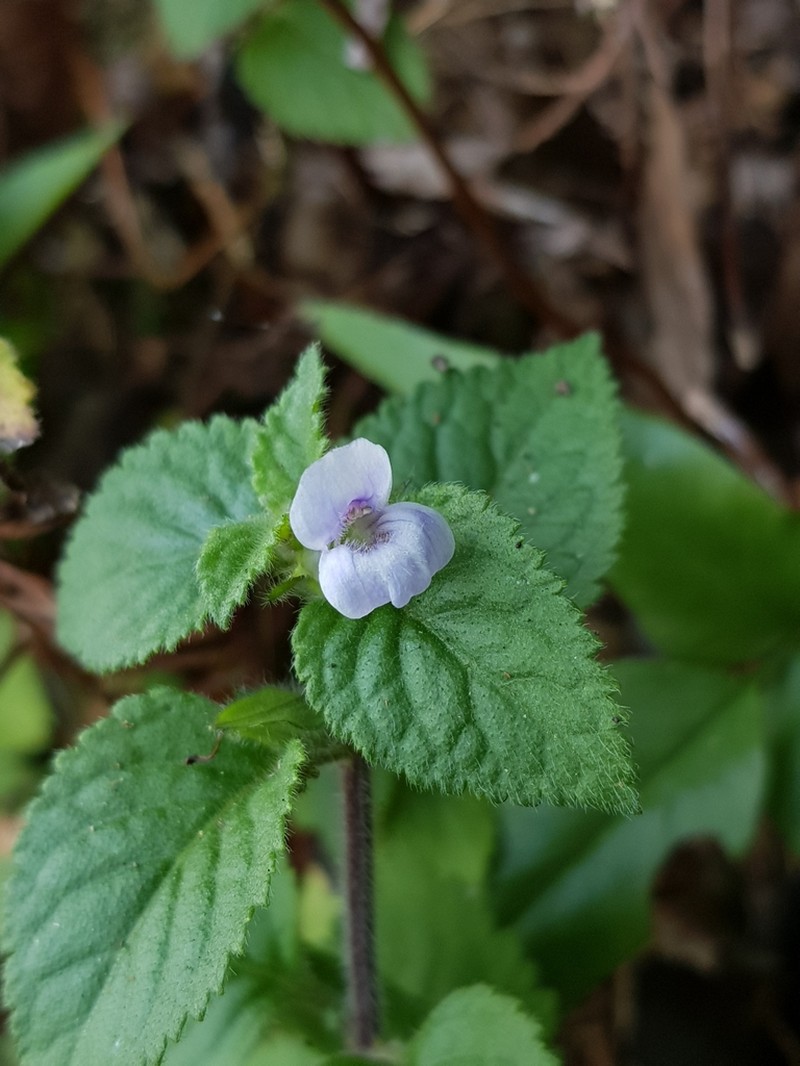 Java Adenosma
