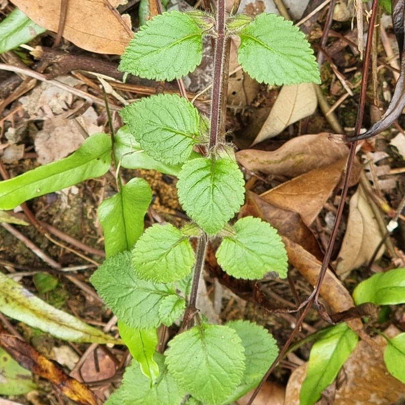 Java Adenosma photo 2