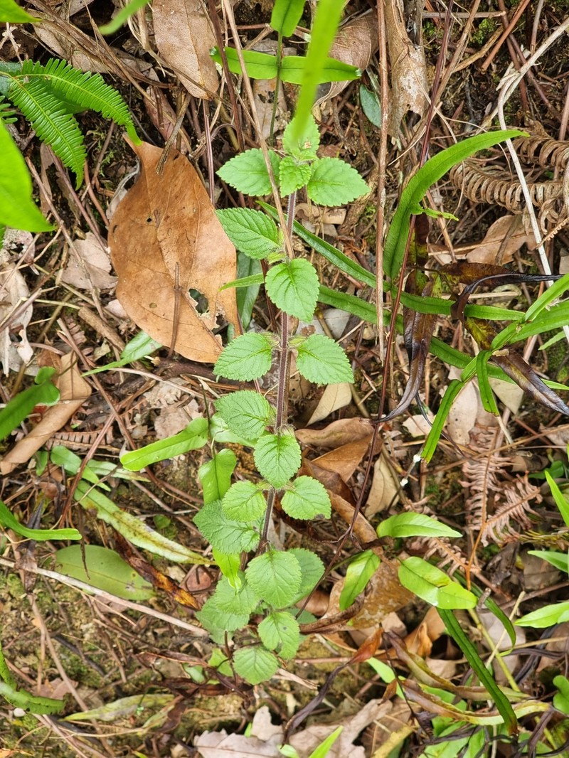 Java Adenosma photo 3