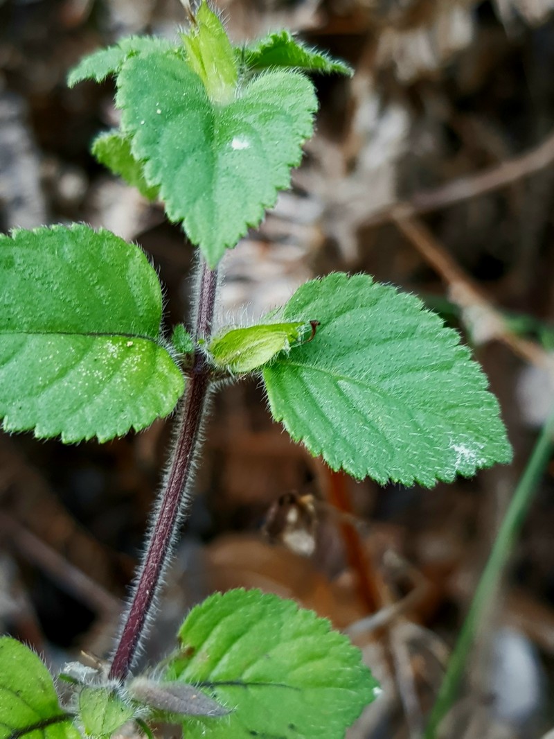 Java Adenosma photo 4