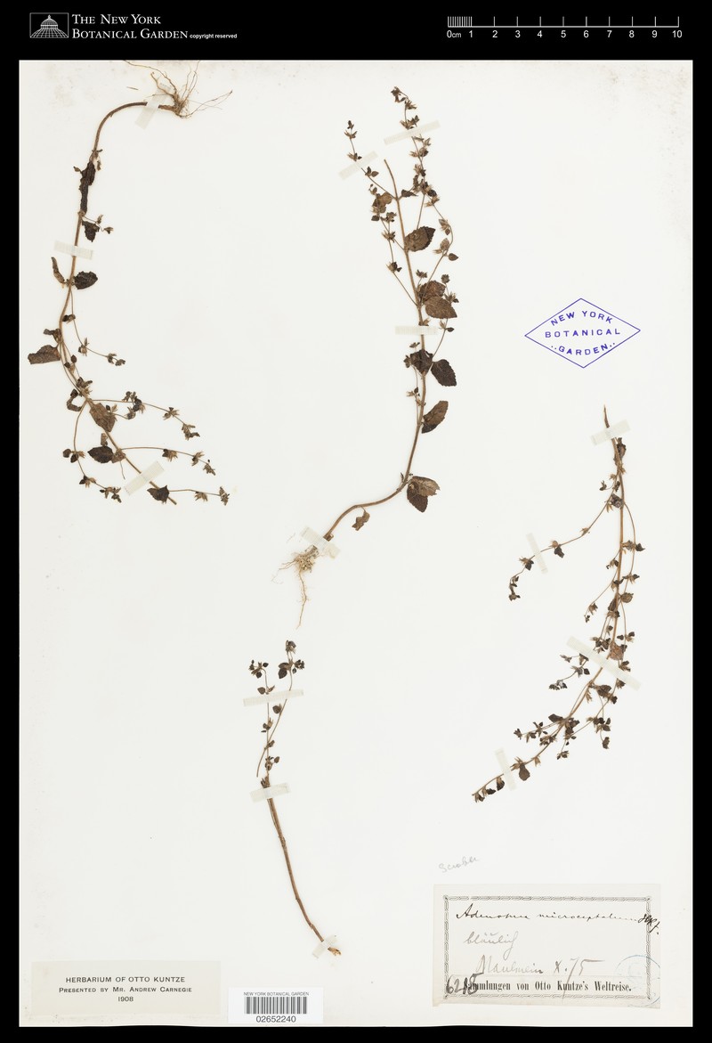 Adenosma microcephala