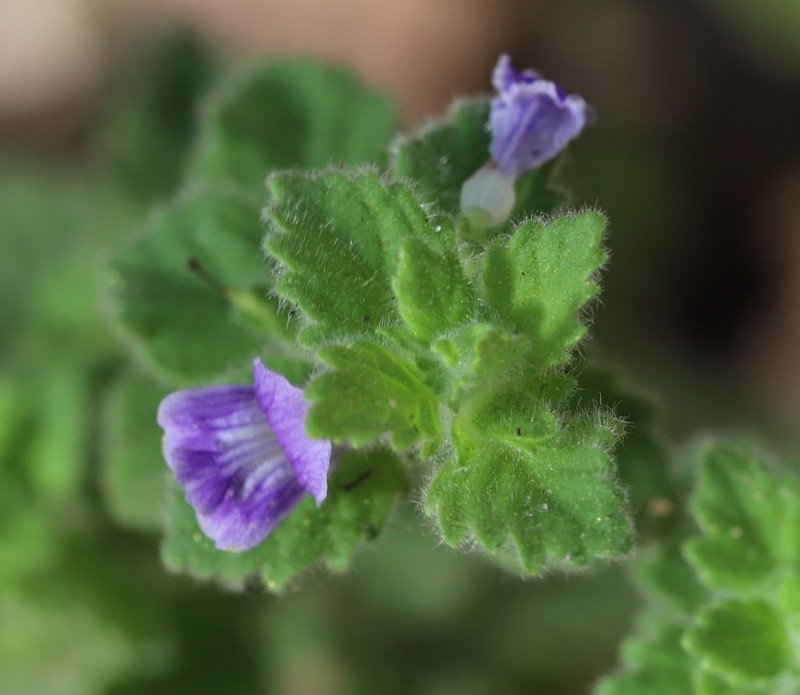Adenosma muelleri