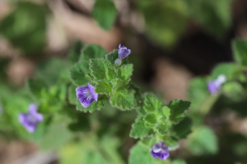 Adenosma muelleri photo 2