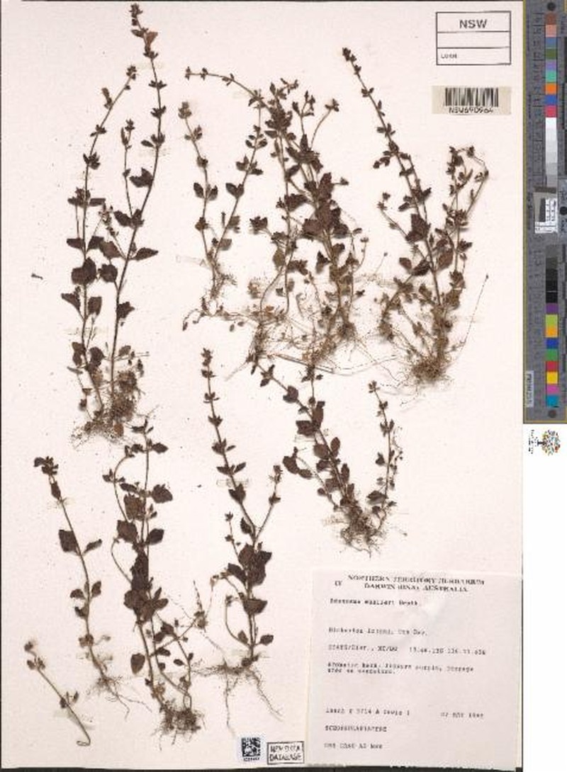 Adenosma muelleri photo 3