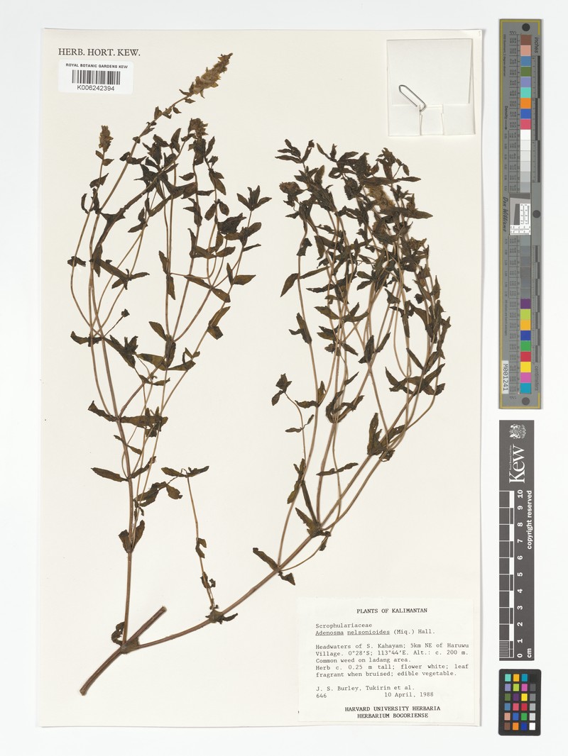 Adenosma nelsonioides