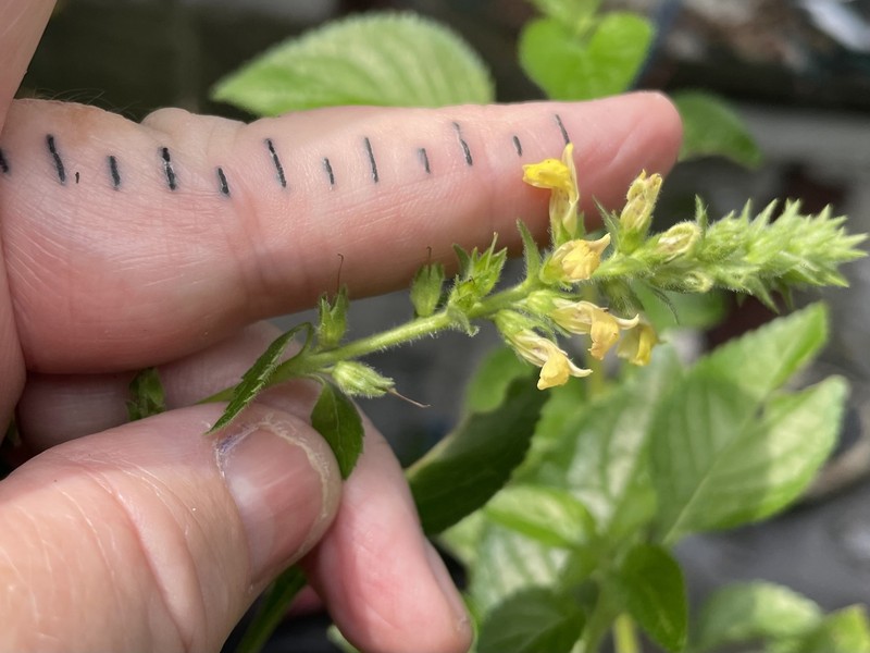 Adenosma thorelii