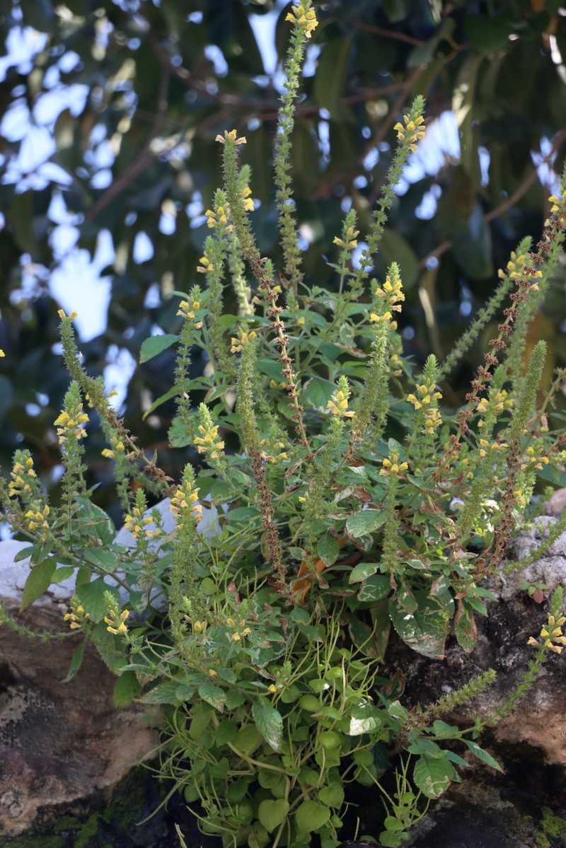 Adenosma thorelii photo 2