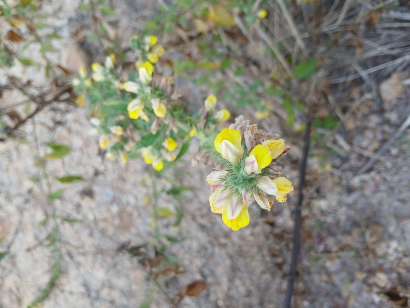 Adenosma thorelii photo 3