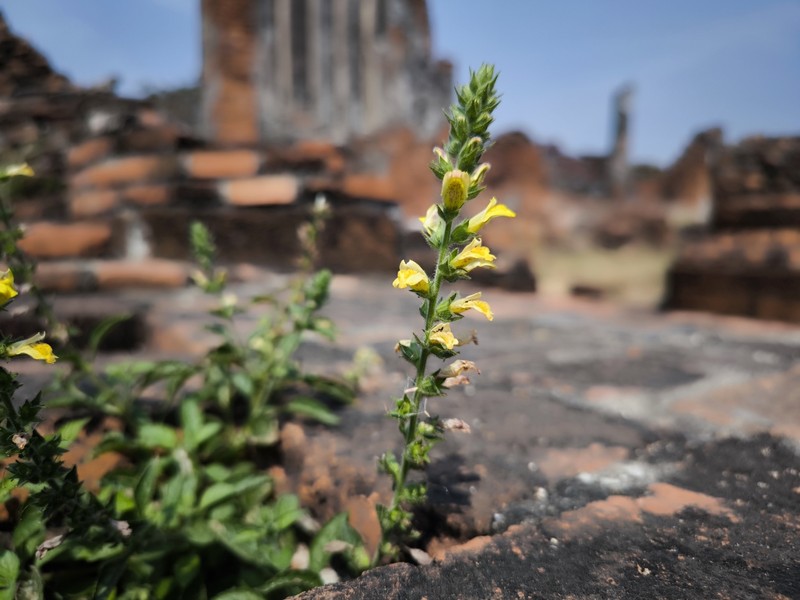 Adenosma thorelii photo 4