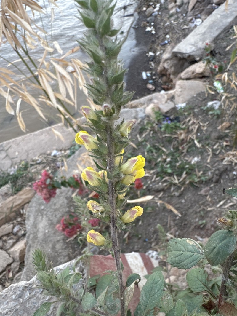 Adenosma thorelii photo 5