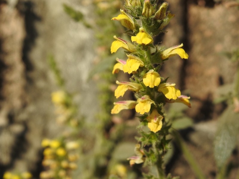 Adenosma thorelii photo 6