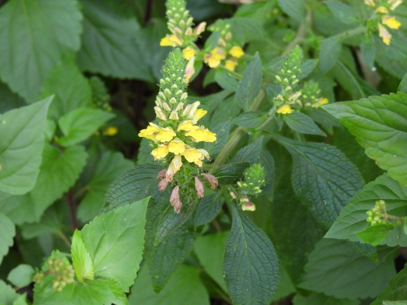Adenosma thorelii photo 7