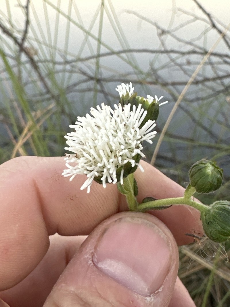 Adenostemma afrum