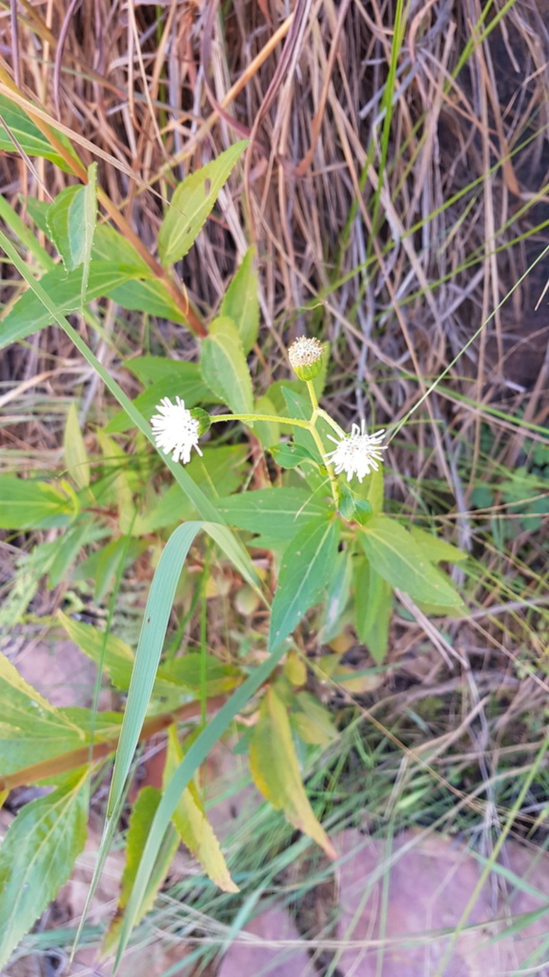 Adenostemma afrum photo 2