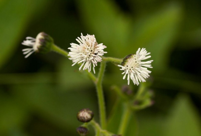 Adenostemma afrum photo 3