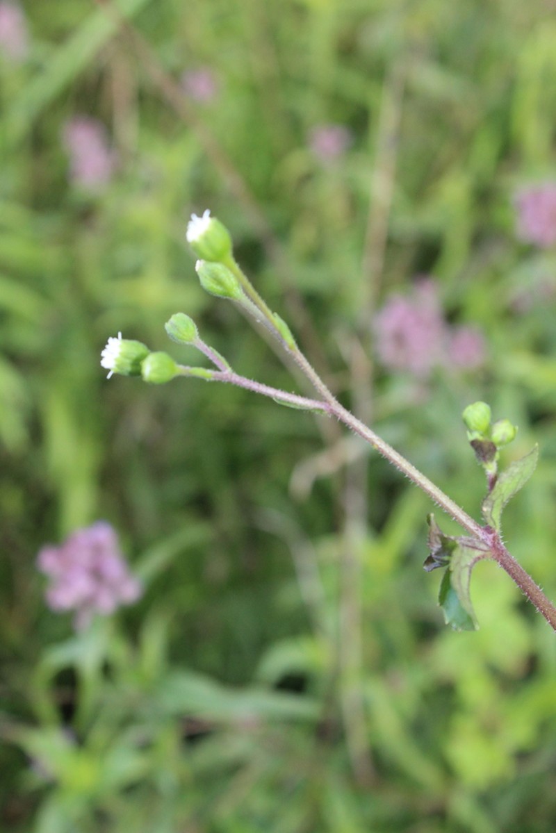 Adenostemma afrum photo 4