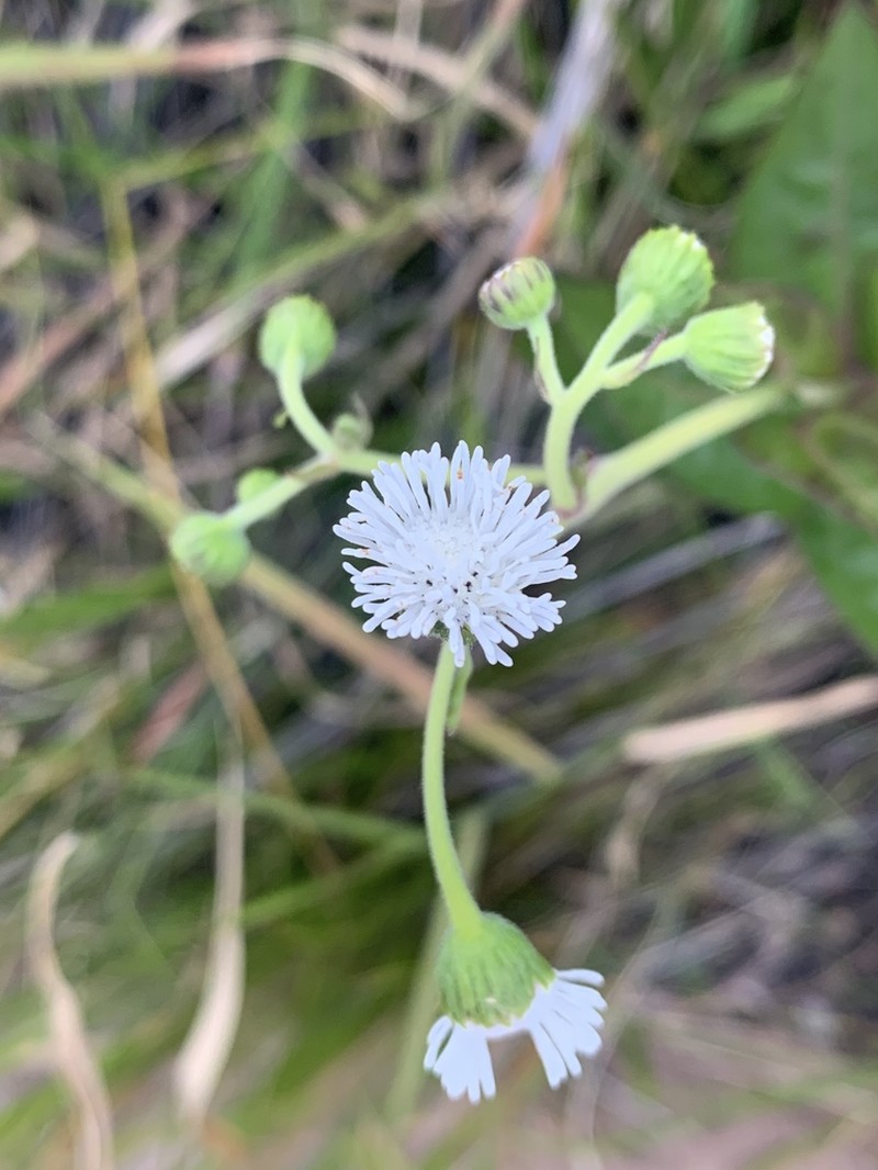 Adenostemma afrum photo 5