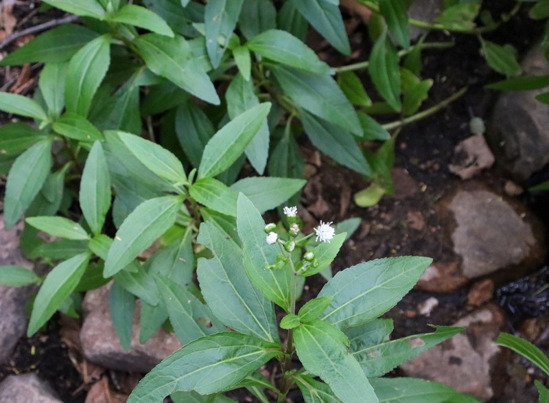Adenostemma afrum photo 6