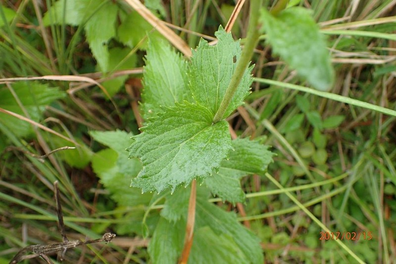 Adenostemma afrum photo 8