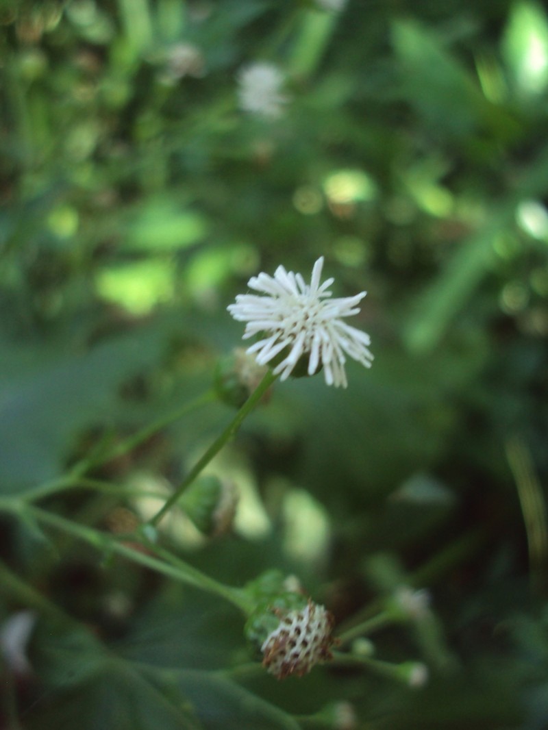 Adenostemma berteroi