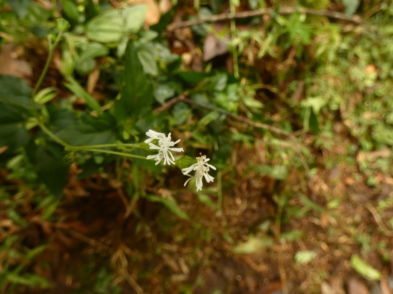 Adenostemma berteroi photo 2
