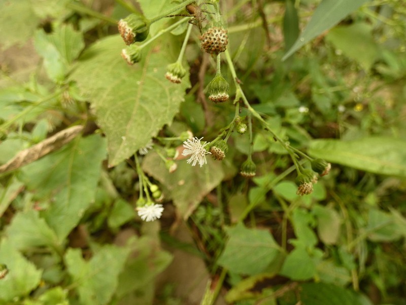 Adenostemma berteroi photo 3