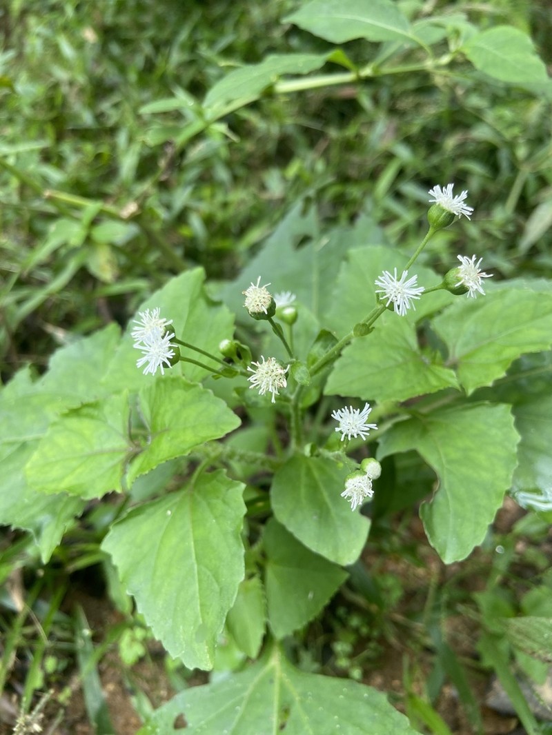 Adenostemma berteroi photo 4