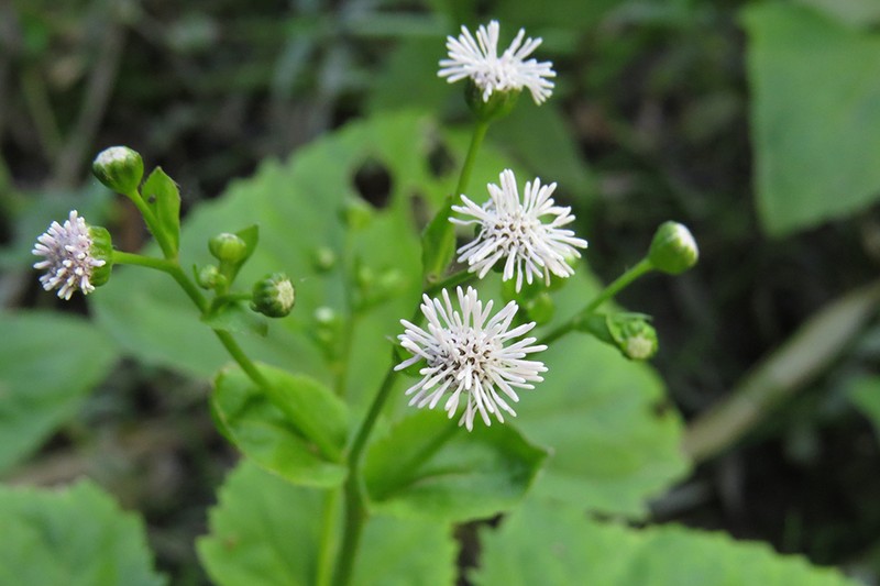 Adenostemma berteroi photo 5