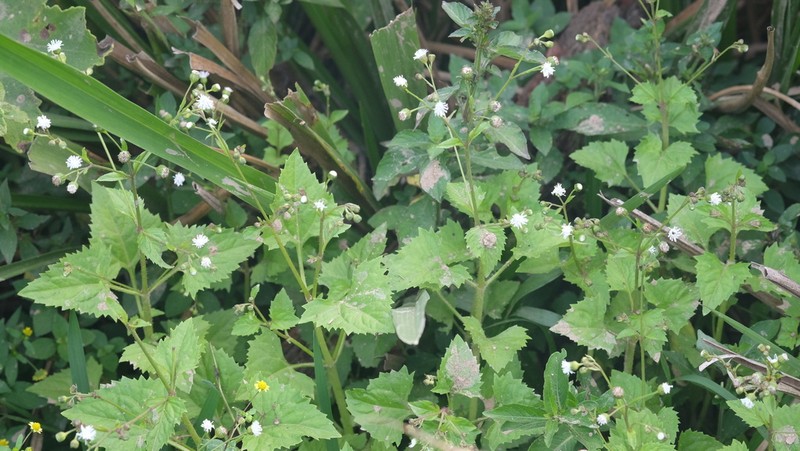 Adenostemma berteroi photo 6