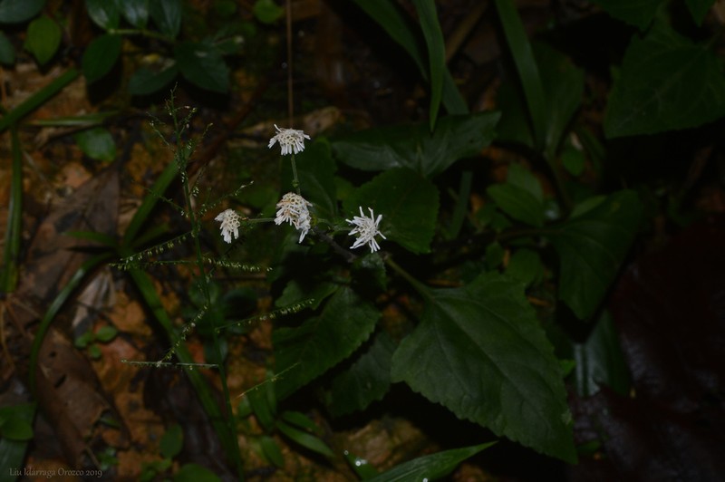 Adenostemma berteroi photo 7