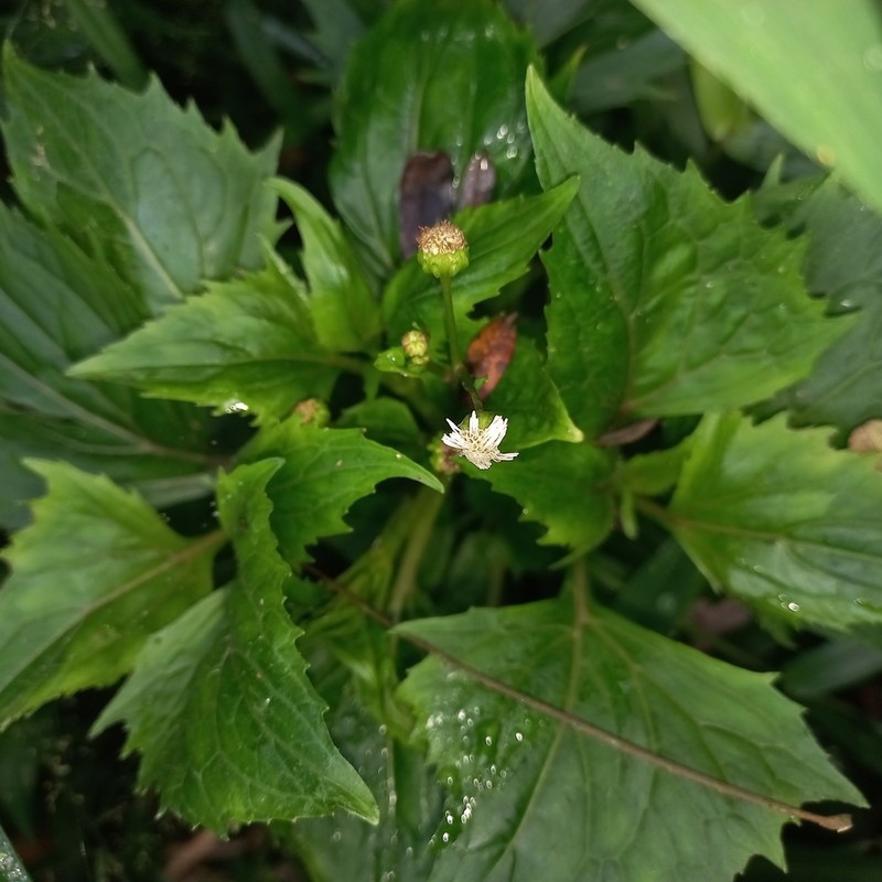 Adenostemma berteroi photo 8