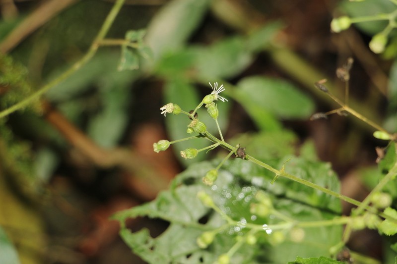 Adenostemma cuatrecasasii photo 3