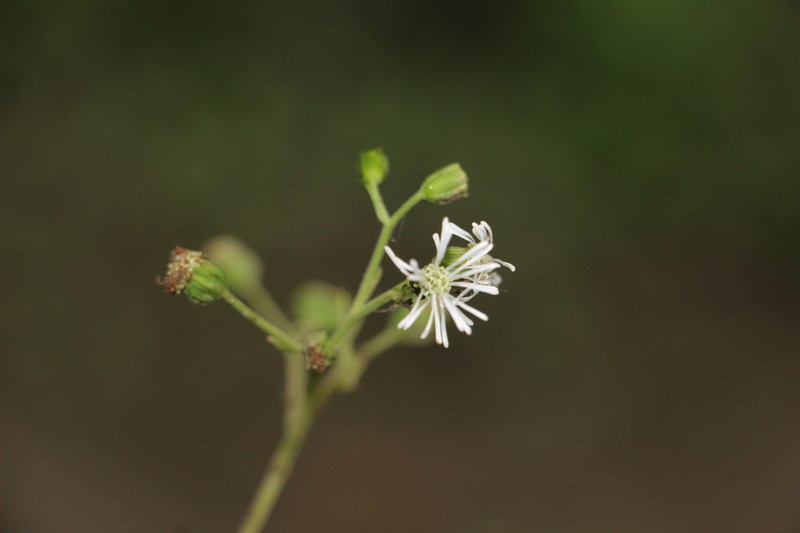 Adenostemma cuatrecasasii photo 4